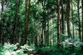 Teak plant tree in tropical forest