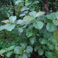 Teak plant with it& x27;s green color leaves