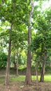 Teak plantation in garden Thailand.