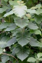 Teak plantation, Teak tree leaf, Leaves large Teak green vertical leaves green Royalty Free Stock Photo