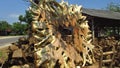 Teak root crafts found in Blora district, Central Java.