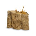 Teak stump isolated on white background Royalty Free Stock Photo