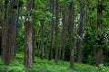 Teak Tectona grandis forest