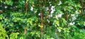 Teak tectona grandis sagaun hardwood tree close up