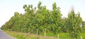 Teak tectona grandis sagwan sagaun stock landscape