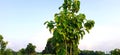 Teak tectona grandis sagwan sagaun tree close up