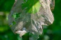 Teak Tectona grandis Tree Leaf effected by Teak defoliator Moth Insect