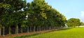 Teak tectona grandis trees Royalty Free Stock Photo