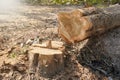 Felling trees. teak tree is felled background. The cross section of teak wood reveals the annual ring. Royalty Free Stock Photo