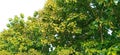 Teak tectona grandis sagaun hardwood tree stock