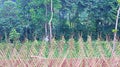 Teak tree field that will be reforested Royalty Free Stock Photo