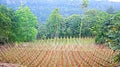 Teak tree field that will be reforested