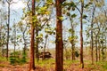 The Teak Tree Forest or Hutan Jati