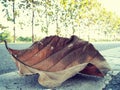 Teak tree leaves on the road.