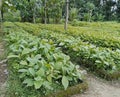 teak tree seedling nursery using the raised bed method. green leaves and mossy bricks bordering the ground Royalty Free Stock Photo