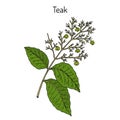 Teak tree Tectona grandis , medicinal plant