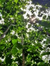 Teak trees in the summer season with sunlight passthrough