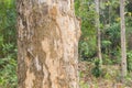 Teak Trees in Thailand precious hardwoods Royalty Free Stock Photo