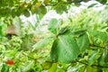 Teak wood leaf with rain drops