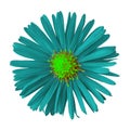 Teal chartreuse flower isolated on white background with clipping path.. Close-up.