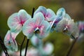 Bokeh from Teal Colored Ground Orchid on a Garden