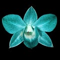 Teal cyan orchid flower isolated black background. Flower bud close-up.