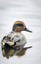 A Teal drake (Anas crecca) Royalty Free Stock Photo