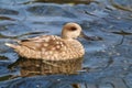 Teal duck Anas angustirostris on water