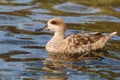 Teal duck Anas angustirostris on water