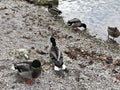 Teal ducks at Lake Eibsee, Germany. Royalty Free Stock Photo