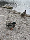 Teal ducks at Lake Eibsee, Germany. Royalty Free Stock Photo