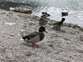 Teal ducks at Lake Eibsee, Germany. Royalty Free Stock Photo