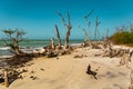 Driftwood trees on deserted Cayo Costa Beach, Florida