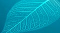 Teal leaf veins close up against teal background showcasing organic vascular system Royalty Free Stock Photo