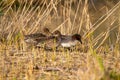 Teal small duck lakes and rivers europe