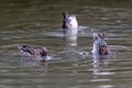 Teal, surface duck. Family Anatidae - Anas crecca Royalty Free Stock Photo