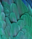 Teal/Turquoise Macaw Feathers Royalty Free Stock Photo