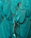 Teal/Turquoise Macaw Feathers Royalty Free Stock Photo