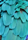 Teal/Turquoise Macaw Feathers Royalty Free Stock Photo