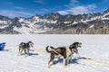 A team of Alaskan Huskies out for a run on the Denver glacier close to Skagway, Alaska