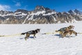 A team of Alaskan Huskies ready for a run on the Denver glacier close to Skagway, Alaska
