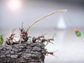 Team of anglers ants fishing at sea, teamwork Royalty Free Stock Photo