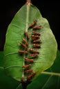 team of ants carrying a large leaf together, demonstrating cooperation