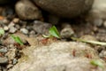 team of ants constructing, teamwork