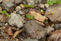 team of ants constructing, teamwork