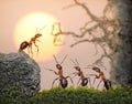 Team of ants, council, collective decision in work Royalty Free Stock Photo