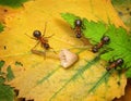 team of ants examine mushroom