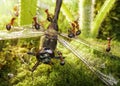 team of ants find dragoonfly
