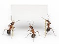 Team of ants holding blank, message or billboard