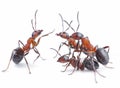 Team of ants, meeting concept Royalty Free Stock Photo